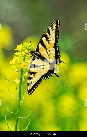 Shot vertical d'un beau papillon machaon assis sur de minuscules fleurs jaune jaune contre un arrière-plan flou avec l'exemplaire de l'espace. Banque D'Images