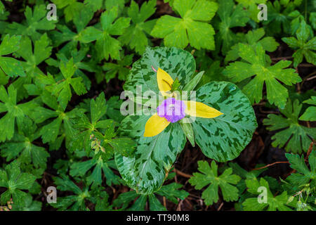 Gros plan horizontal d'une toute petite fleur pourpre avec lames vert et jaune qui sort de lui et d'autres verdure derrière elle. Dans les Smoky Mountains Banque D'Images