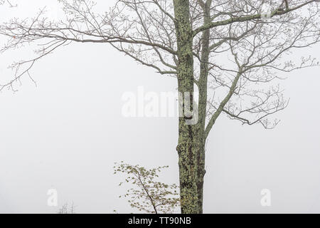 Coup horizontal d'un tronc d'arbre dans un épais brouillard avec copie espace. Banque D'Images