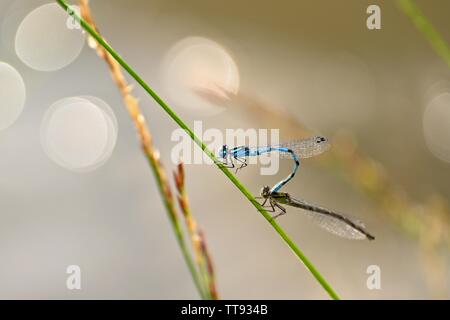 L'accouplement de deux libellules. Assis sur les insectes un brin d'herbe au coucher du soleil. Concept - animaux - nature. Banque D'Images