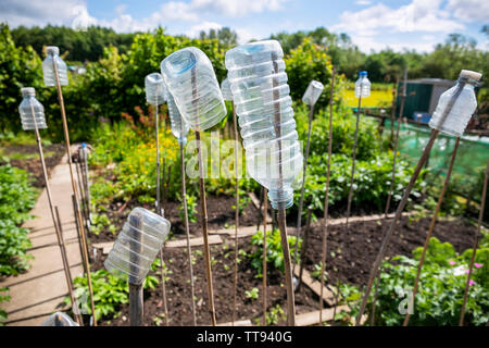 Les bouteilles de boissons en plastique utilisé comme un oiseau et revisiterez un insectifuge sur haut de jardin cannes, des producteurs Eglington, allotissement Kilwinning, Ayrshire, Banque D'Images