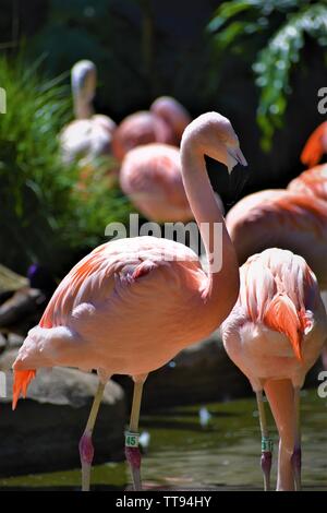 Flamingo Banque D'Images