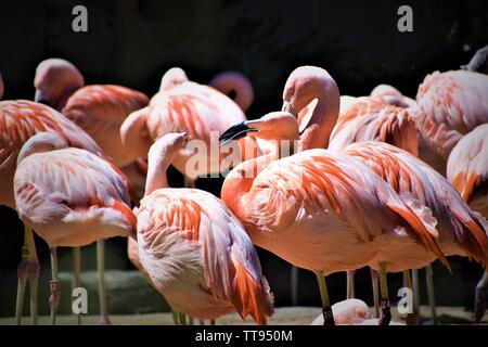 Flamingo Banque D'Images