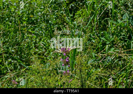 Tiger Swallowtail Butterfly, Mahaon Papilio ou sur un nouveau, fleurs sauvages de la montagne Vitosha, Bulgarie Banque D'Images