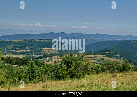 L'été vert forêt, arbres isolés dans la clairière d'herbe fraîche avec différentes fleurs, fleurs sauvages de montagne Vitosha, Bulgarie Banque D'Images