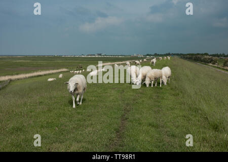 Des moutons paissant sur le dessus de la digue de défense de la mer. Frise orientale, Basse-Saxe, Allemagne Banque D'Images