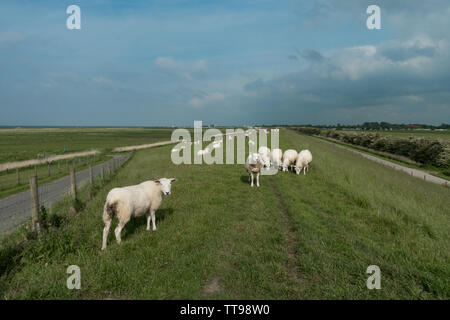 Des moutons paissant sur le dessus de la digue de défense de la mer. Frise orientale, Basse-Saxe, Allemagne Banque D'Images
