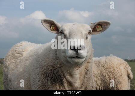 Libre de moutons. Frise orientale, Basse-Saxe, Allemagne Banque D'Images