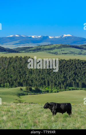 Bull Black Angus le pâturage dans une prairie de la partie supérieure du bassin du fleuve smith près de White Sulphur Springs, Montana Banque D'Images