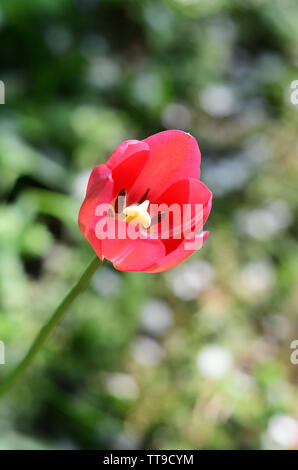 Belle fleur tulipe rouge dans le jardin Banque D'Images