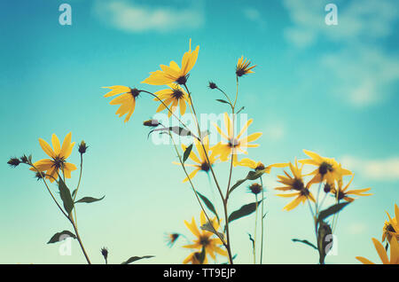 Fleurs jaune vif sur de longues tiges sur un fond de ciel bleu Banque D'Images