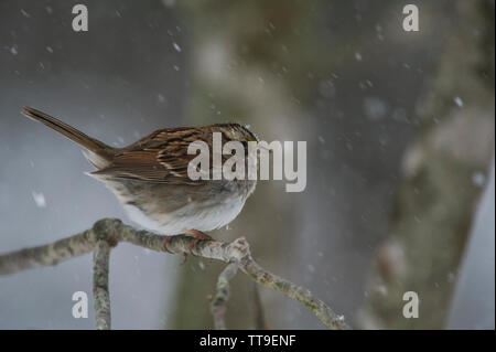 UNITED STATES : 021521 : White-throated Sparrow Zonotrichia albicollis : :. (Photo par Douglas Graham / WLP) Banque D'Images