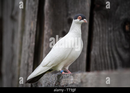 Fliegekalotte Flugkalotte (Hamburger Hamburger) pigeon, une race de Allemagne pidgeon Banque D'Images