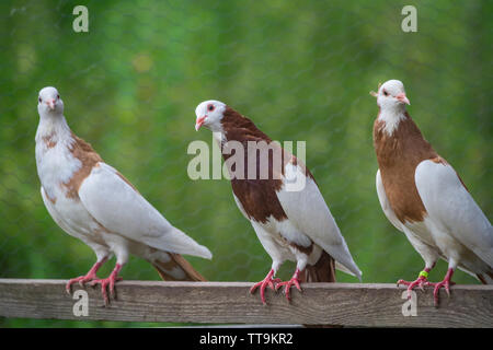 Un groupe d'Ganselkröpfer les pigeons, une race d'Autriche pidgeon Banque D'Images