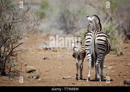 Le zèbre de Burchell (Equus burchelli) avec poulain. Timbavati, Kruger Park, Afrique du Sud Banque D'Images