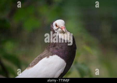 Ganselkröpfer pigeon, une race d'Autriche pidgeon Banque D'Images