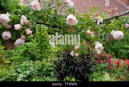 Rosa « le jardinier généreux » Banque D'Images