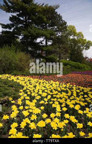 Parterres de tulipes au printemps le long de la promenade Queen Elizabeth, Ottawa, Ontario, Canada Banque D'Images