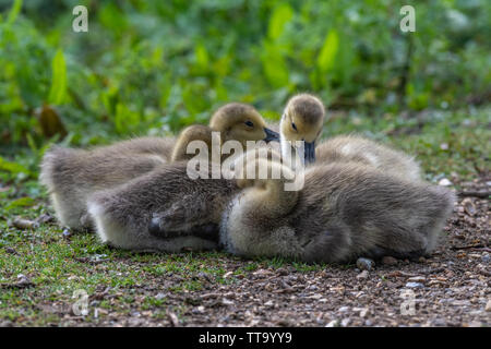 Les oisons Bernache du Canada (Branta canadensis) Banque D'Images
