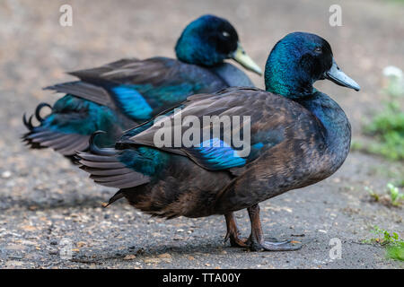 Canard Cayuga dans la nature Banque D'Images