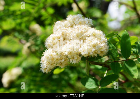 Rameau en fleurs de Rowan Tree, gros plan Banque D'Images