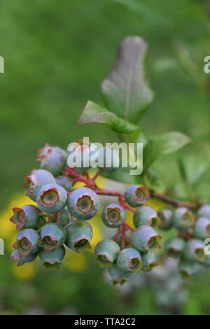 Les bleuets sur une maturation bush bleuets biologique - plants de bleuets antioxydants / aliments antioxydants - Vaccinium Cyanococcus - bleuets rose vert Banque D'Images