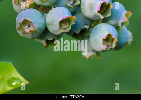 Les bleuets sur une maturation bush bleuets biologique - plants de bleuets antioxydants / aliments antioxydants - Vaccinium Cyanococcus - bleuets rose vert Banque D'Images