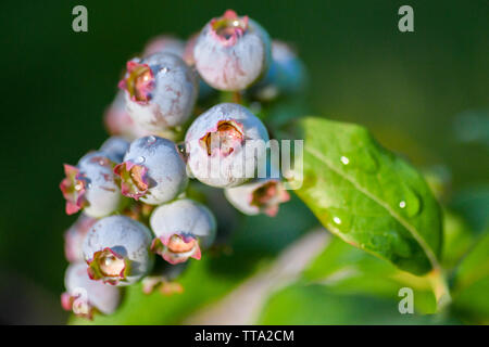 Les bleuets sur une maturation bush bleuets biologique - plants de bleuets antioxydants / aliments antioxydants - Vaccinium Cyanococcus - bleuets rose vert Banque D'Images
