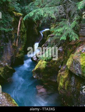 USA, Montana, le parc national des Glaciers, Avalanche Creek coule dans la gorge d'avalanche. Banque D'Images