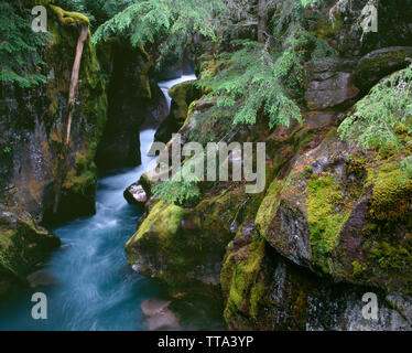 USA, Montana, le parc national des Glaciers, Avalanche Creek coule dans la gorge d'avalanche. Banque D'Images