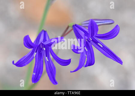 Ixiolirion tataricum, lavande mountain lily Banque D'Images