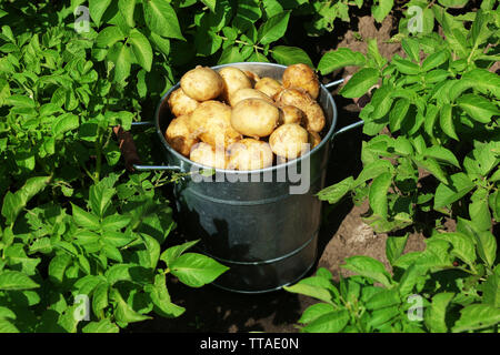 Les pommes de terre dans un seau en métal jardin Banque D'Images