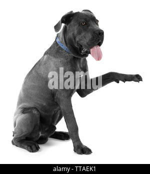 Cane Corso italiano chien donner une patte à la main de l'homme, isolé sur blanc Banque D'Images