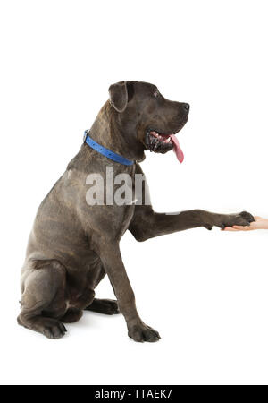 Cane Corso italiano chien donner une patte à la main de l'homme, isolé sur blanc Banque D'Images