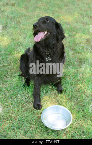 Grand chien noir boire de bol sur fond d'herbe verte Banque D'Images