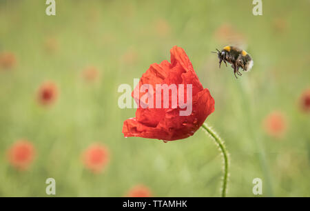 Gros plan d'une fleur de pavot dans un champ rempli de coquelicots hors foyer. Il y a un vol d'abeilles et sur le point d'atterrir sur la tête Banque D'Images