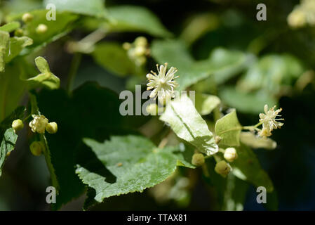 Fleurs de Tilleul sur une branche d'arbre close up on a sunny day Banque D'Images