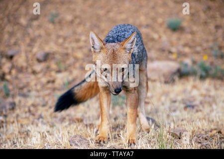 Culpeo ou fox andine (Lycalopex culpaeus) Banque D'Images