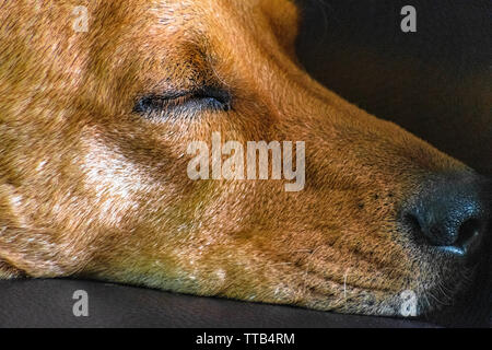 Gros plan sur les yeux, le nez, le museau et la fourrure rouge d'un chien de Caroline endormi. Banque D'Images