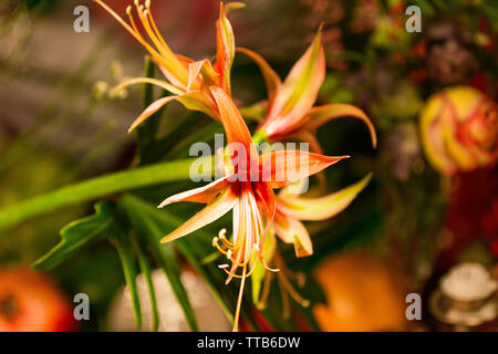 Main tenant des fleurs en face de récoltes d'automne Banque D'Images