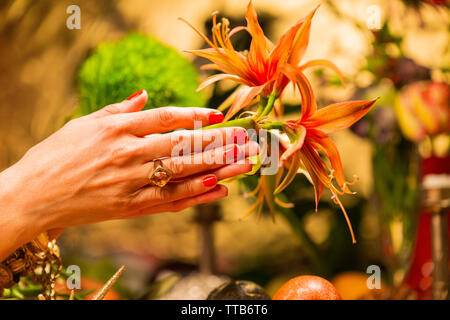 Main tenant des fleurs en face de récoltes d'automne Banque D'Images