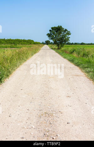 Route de terre de pays menant à l'écart, entouré d'herbe verte et d'un seul arbre par la route, par une chaude journée d'été, avec ciel bleu Banque D'Images