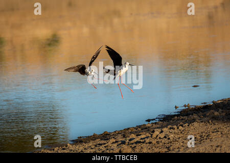 La black-winged stilt échasse, commune, ou pied Stilt (Himantopus himantopus). Banque D'Images