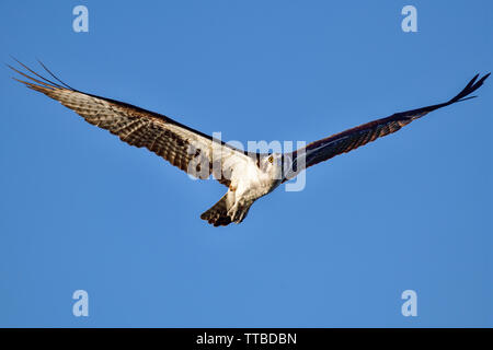 La recherche d'Osprey un repas à l'aube. Banque D'Images