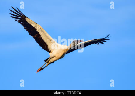 Cigogne en bois à la première lumière de survol. Banque D'Images