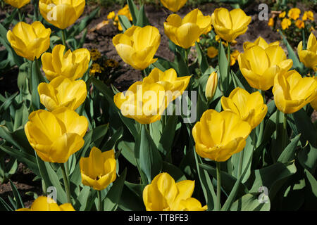 Lit de fleur avec tulipes jaune Banque D'Images