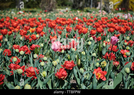 Un champ de tulipes rouges en fleurs, certains bourgeons tulipes et fleurs multicolores à l'arrière-plan Banque D'Images