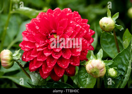 Fleur dahlia rouge après une averse, au Royaume-Uni. 'Dalina' plante de jardin. Banque D'Images