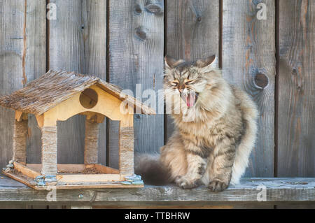 Gray fluffy cat assis à côté de la mangeoire et bâillements contre le mur en bois Banque D'Images