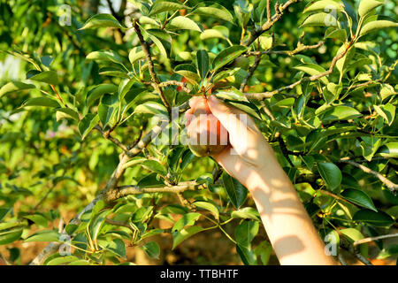 La main féminine de pear tree Banque D'Images